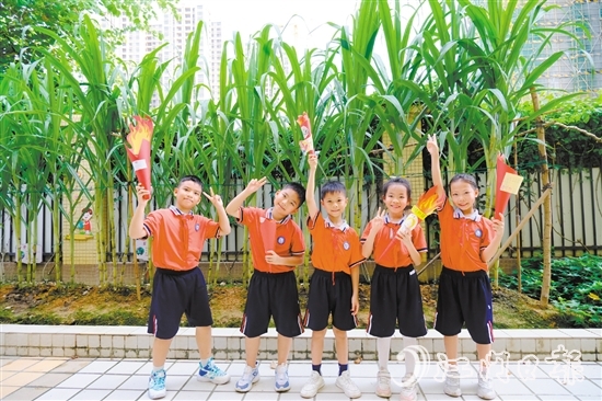 朗晴小學(xué)學(xué)生打卡校園甘蔗地。