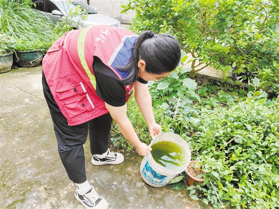 市疾控中心工作人員清理積水以預(yù)防登革熱。