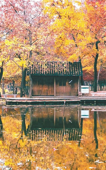 太平山秋色惹人醉。