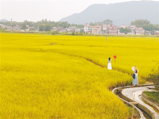 稻田游吸引眾多游客。