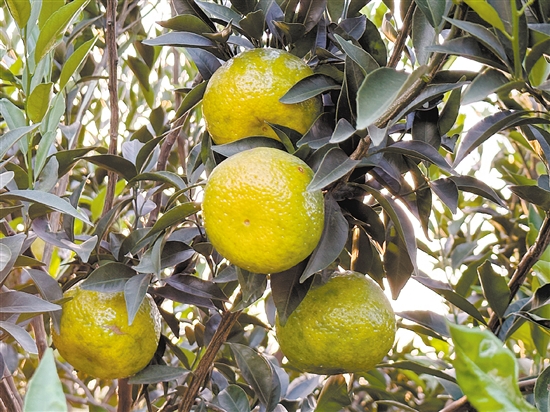 新會(huì)柑進(jìn)入“二紅”采摘期。