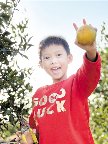 不少親子家庭體驗摘柑樂趣。