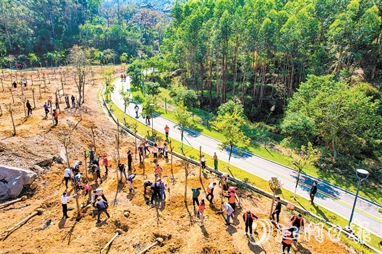 蓬江區(qū)在杜阮涼瓜田園綜合體開展2024年推進綠美廣東生態(tài)建設義務植樹活動。