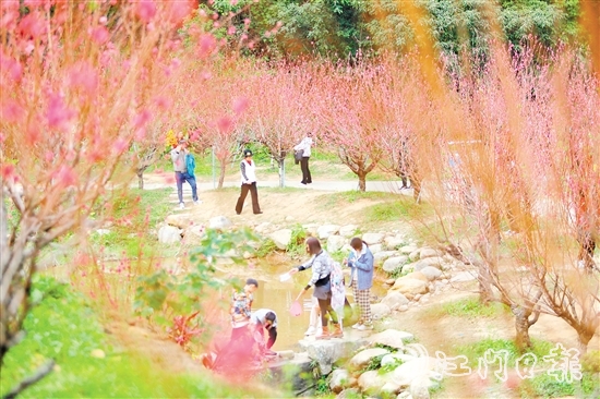 白水帶風(fēng)景區(qū)桃花盛開，吸引大量游客前來打卡。付師華