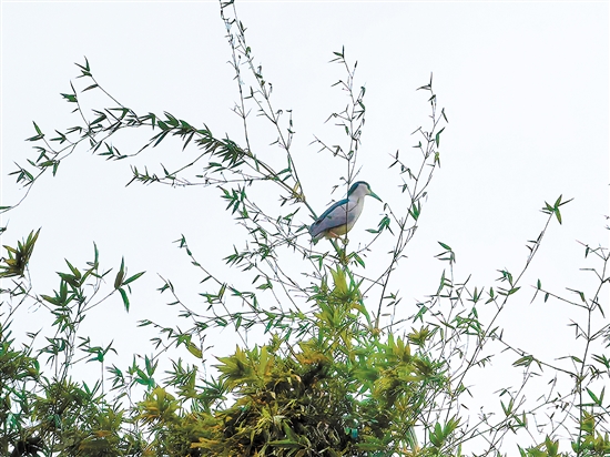 小鳥佇立枝頭。