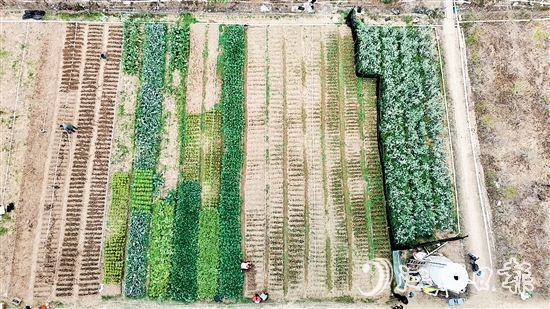 村民劉錦雄在呂步村租用約0.8公頃富含礦物質(zhì)和微量元素的優(yōu)質(zhì)土地，開展荷塘芥蘭培育工作。