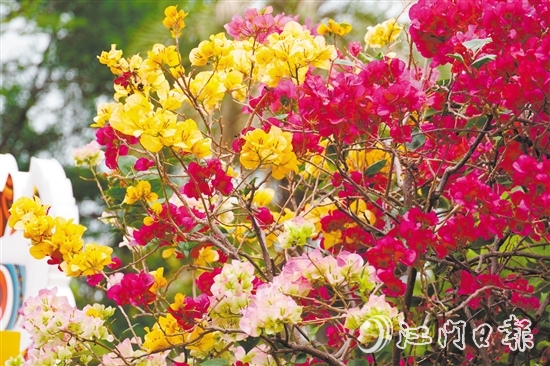 東湖公園種植了多個簕杜鵑品種。