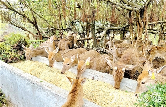 位于雅瑤鎮(zhèn)的棱壩梅花鹿生態(tài)農(nóng)場內(nèi)，百鹿呦鳴。