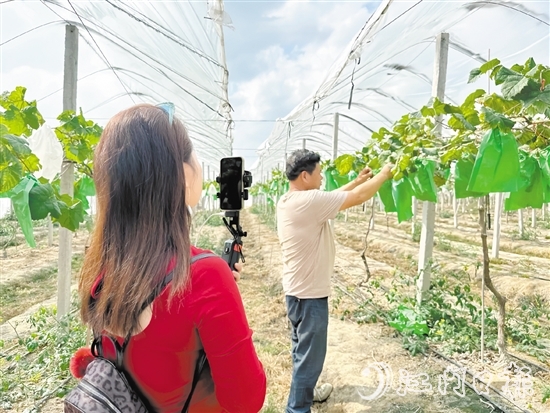 專業(yè)主播手持手機(jī)在農(nóng)場直播帶貨。
