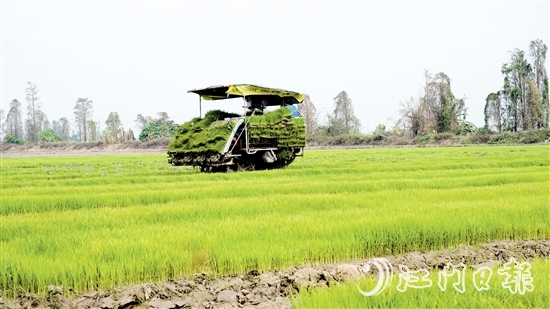 插秧機在農(nóng)田來回穿梭，運送秧苗。