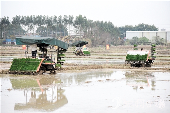 恩平市全力組織開展春耕生產(chǎn)，田間地頭一派熱火朝天的景象。