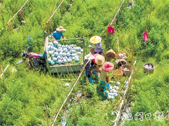 科技品牌雙輪驅(qū)動(dòng)下，潭碧冬瓜打出了品牌效應(yīng)。