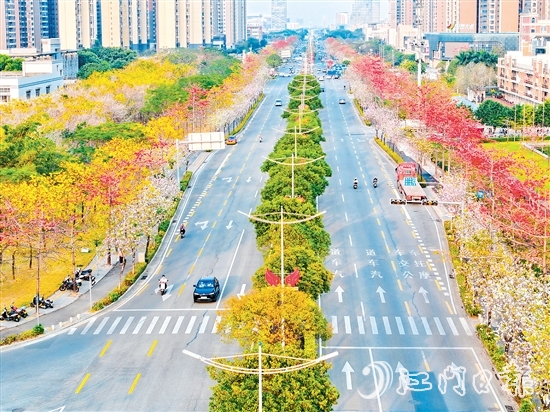 在無(wú)人機(jī)航拍鏡頭下，金甌路西延線(xiàn)綿延幾公里的花帶令人驚艷，宛如一幅流動(dòng)的繁花長(zhǎng)卷。劉瓊