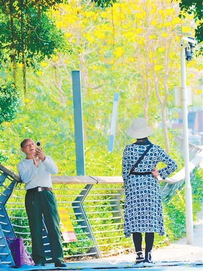 在有著70余年歷史的江門(mén)船廠(chǎng)遺址，黃花風(fēng)鈴木迎風(fēng)綻放，吸引眾多游客打卡拍照，仿佛讓人置身于“時(shí)空長(zhǎng)河”，隨手一拍，便是大片。陳嬋