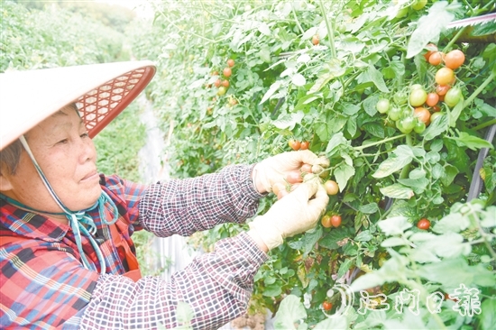 水塘村的圣女果迎來收獲季，農(nóng)戶忙著采摘。