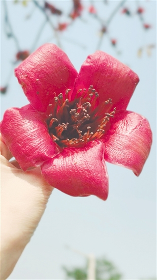 市民要謹(jǐn)慎食用路邊撿的木棉花。