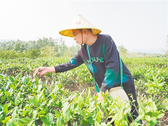 莫華振在茶園里采摘春茶，經(jīng)過數(shù)年培育，今年茶園迎來豐收。
