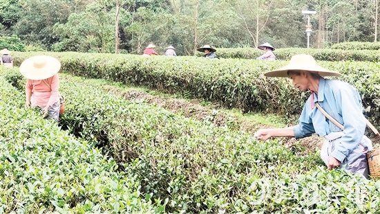 茶農(nóng)們正抓緊采摘春茶。