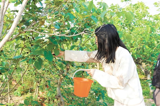 游客在采摘桑葚。