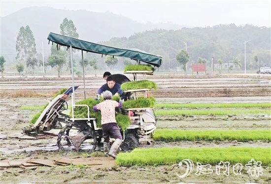 試驗(yàn)基地在開展鹽堿地改造、耐鹽堿水稻試驗(yàn)的同時，帶動周邊農(nóng)戶參與，讓村民實(shí)現(xiàn)“家門口”就業(yè)。