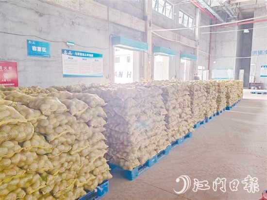 得益于廣東供銷（恩平）天業(yè)冷鏈物流產(chǎn)業(yè)園，已收獲的馬鈴薯得到較好的存放，還可以根據(jù)市場(chǎng)變化錯(cuò)峰出售，爭(zhēng)取更好的價(jià)格。
