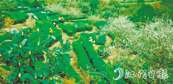 大沙鎮(zhèn)得天獨厚的自然環(huán)境孕育了品質(zhì)優(yōu)異的大沙茶。