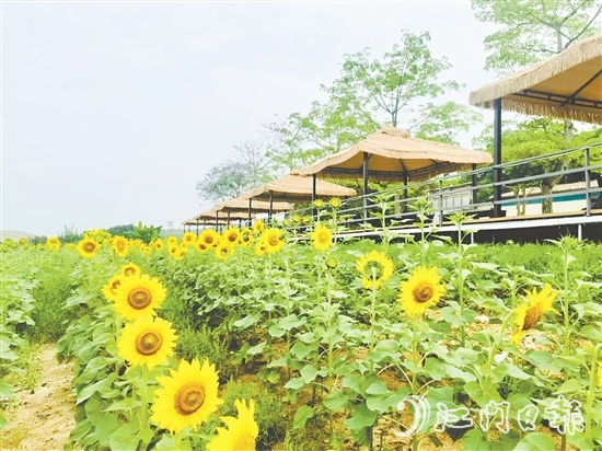 行走在西坑村，綠樹成蔭、鮮花盛開、空氣清新，一幅生態(tài)宜居的美麗鄉(xiāng)村畫卷徐徐展開。