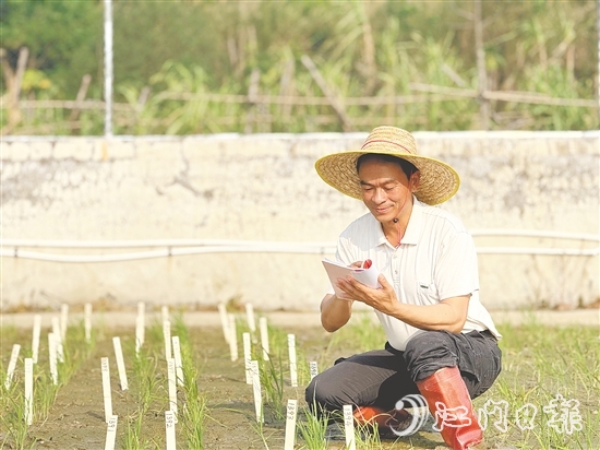 臺山市農(nóng)業(yè)技術(shù)推廣中心良種示范場場長謝文青 臺山市農(nóng)業(yè)技術(shù)推廣中心良種示范場場長謝文青