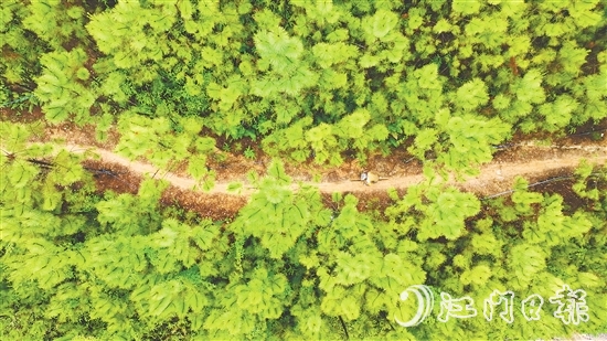 選手們騎行在山林間，和恩平美麗自然風(fēng)光融為一體。