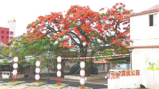 坑口村的鳳凰花盛開，恰似天邊燃燒的云霞。