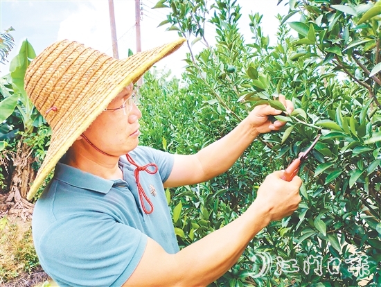 葉朝勝正為新會(huì)柑樹修剪枝葉。