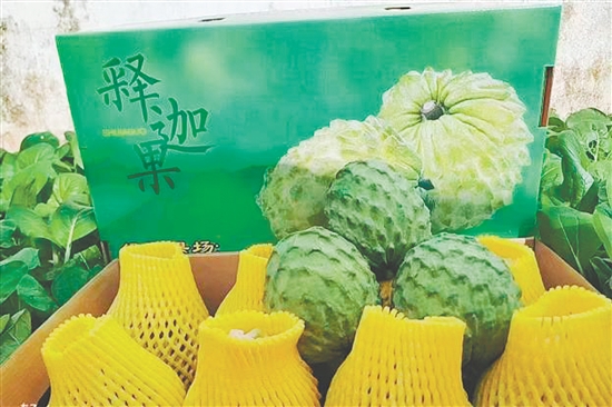 昆中村聚力發(fā)展釋迦果種植，走出“甜蜜致富路”。