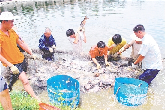 好山出好水、好水養(yǎng)好魚，恩平水資源豐富，水質(zhì)優(yōu)良，適合發(fā)展水產(chǎn)養(yǎng)殖。