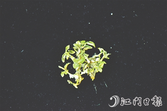 金線蘭全草均可入藥，曾被譽(yù)為“藥中之王”。