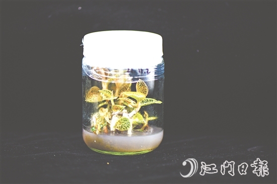 金線蘭全草均可入藥，曾被譽(yù)為“藥中之王”。