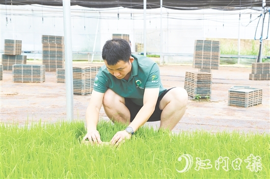育秧大棚里，王曉庭俯身察看秧苗長勢。