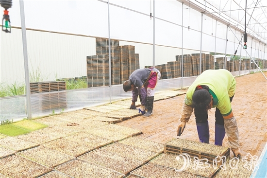江門市德稻農業(yè)種植合作社育秧中心年產32萬盤秧苗，不僅滿足周邊種植大戶的需求，還將秧苗賣到了大灣區(qū)和江西。