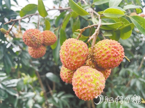 宅梧荔枝已陸續(xù)泛紅。