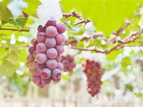 禮樂葡萄皮薄肉厚，甜度高。