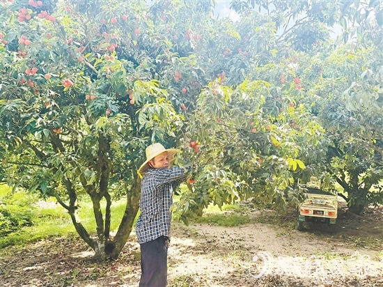 北陡鎮(zhèn)部分品種的荔枝已上市。