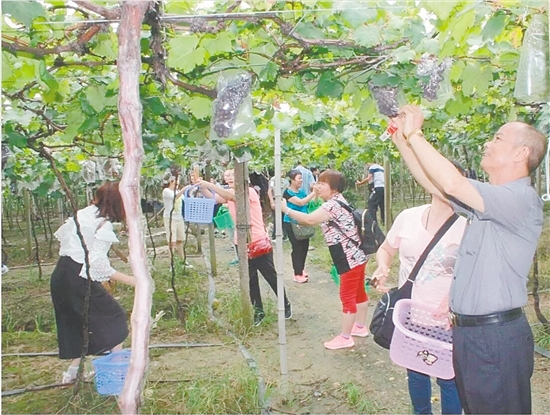 不少游客慕名來到禮樂采摘葡萄。