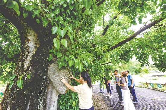 菩提古樹(shù)公園擁有一棵樹(shù)齡715年的菩提古樹(shù)。