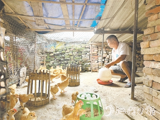 勞大叔掌握養(yǎng)雞技術后，家里的生活發(fā)生了變化。