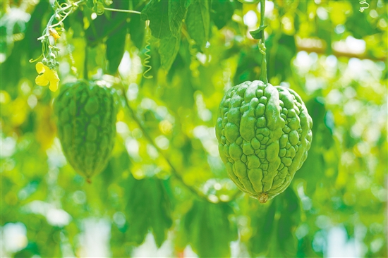 杜阮涼瓜體形肥大，肉厚色綠。