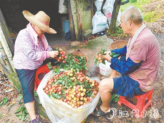 果園內(nèi)，果農(nóng)在整理剛摘下的荔枝。