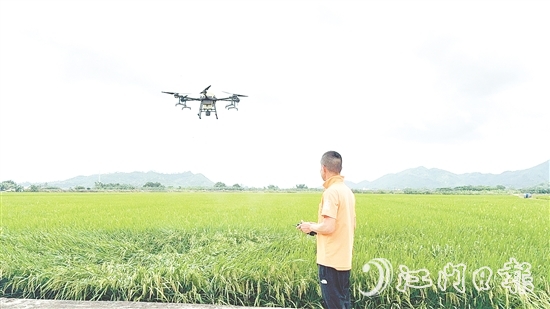 農(nóng)業(yè)技術(shù)人員利用大型植保無人機(jī)對農(nóng)田進(jìn)行補(bǔ)肥殺蟲。