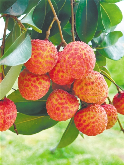 荔枝雖味美，但不要貪吃。