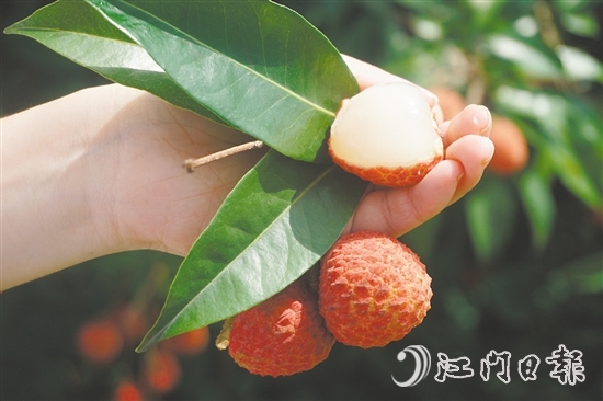 四九鎮(zhèn)荔枝林迎來豐收。