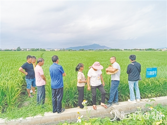 與會專家在田間為農(nóng)戶現(xiàn)場講解水稻種植要領(lǐng)。