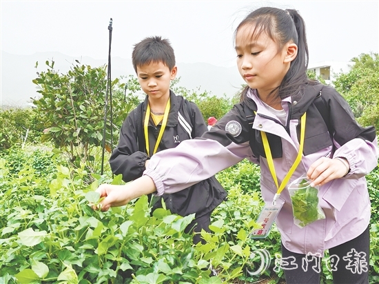 恩平簕菜富含黃酮類化合物、生物堿及多種微量元素。